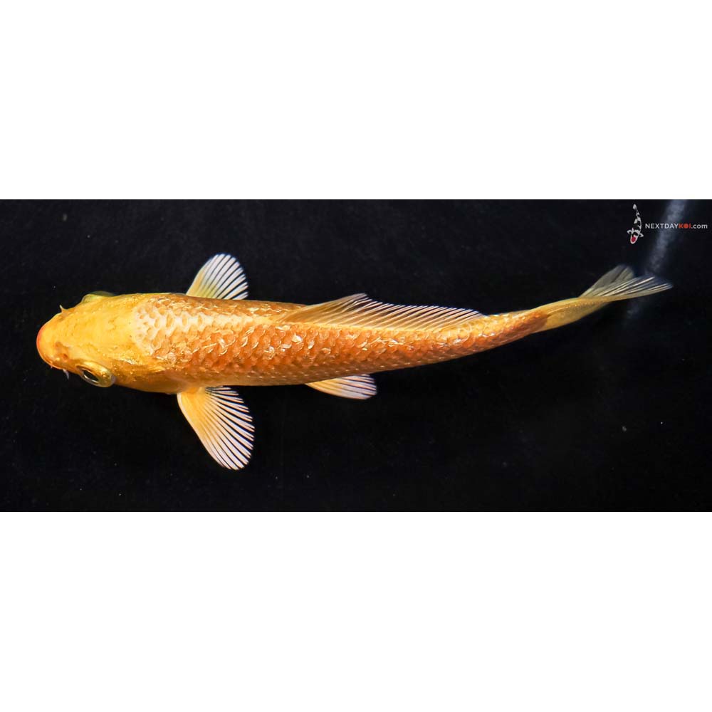 4” Imported Gin Rin Yamabuki Ogon