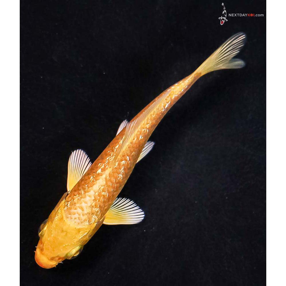 4” Imported Gin Rin Yamabuki Ogon