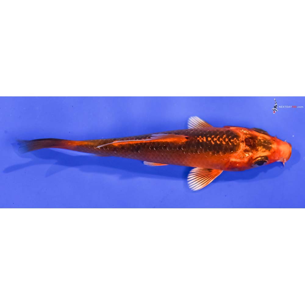 3.5” Imported Orenji Matsuba