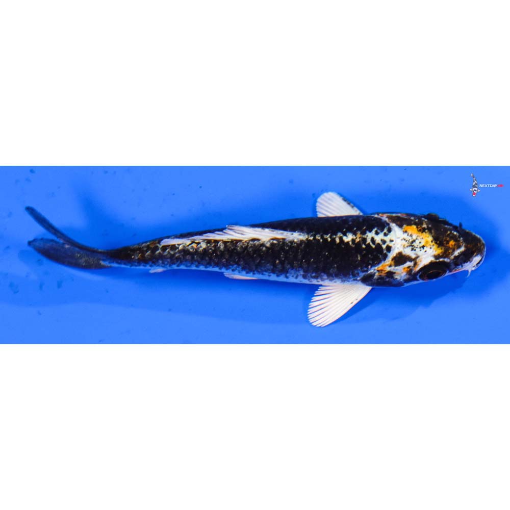 3” Imported Kujaku