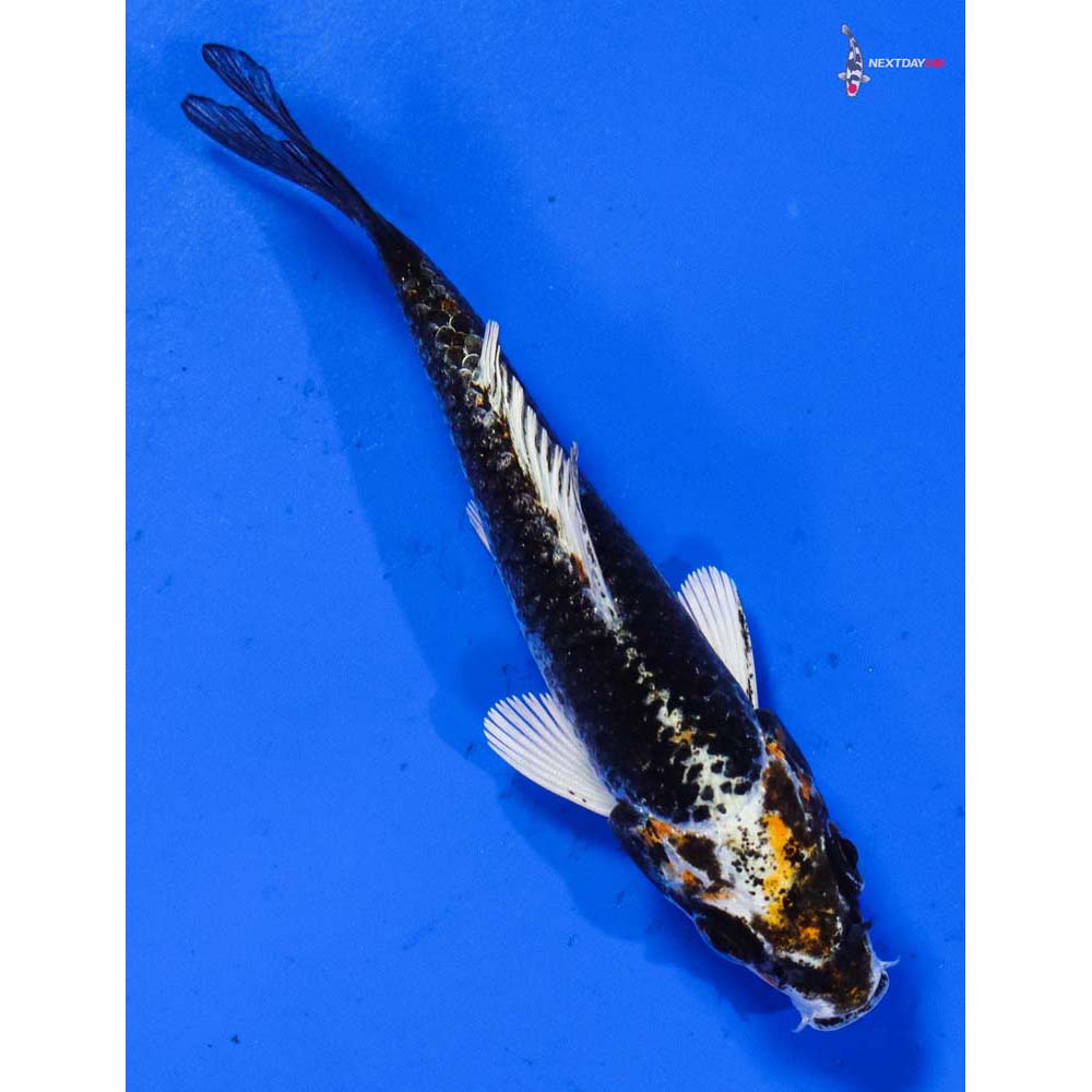 3” Imported Kujaku