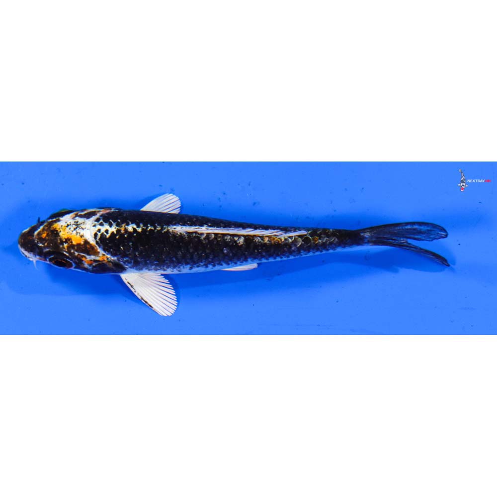 3” Imported Kujaku