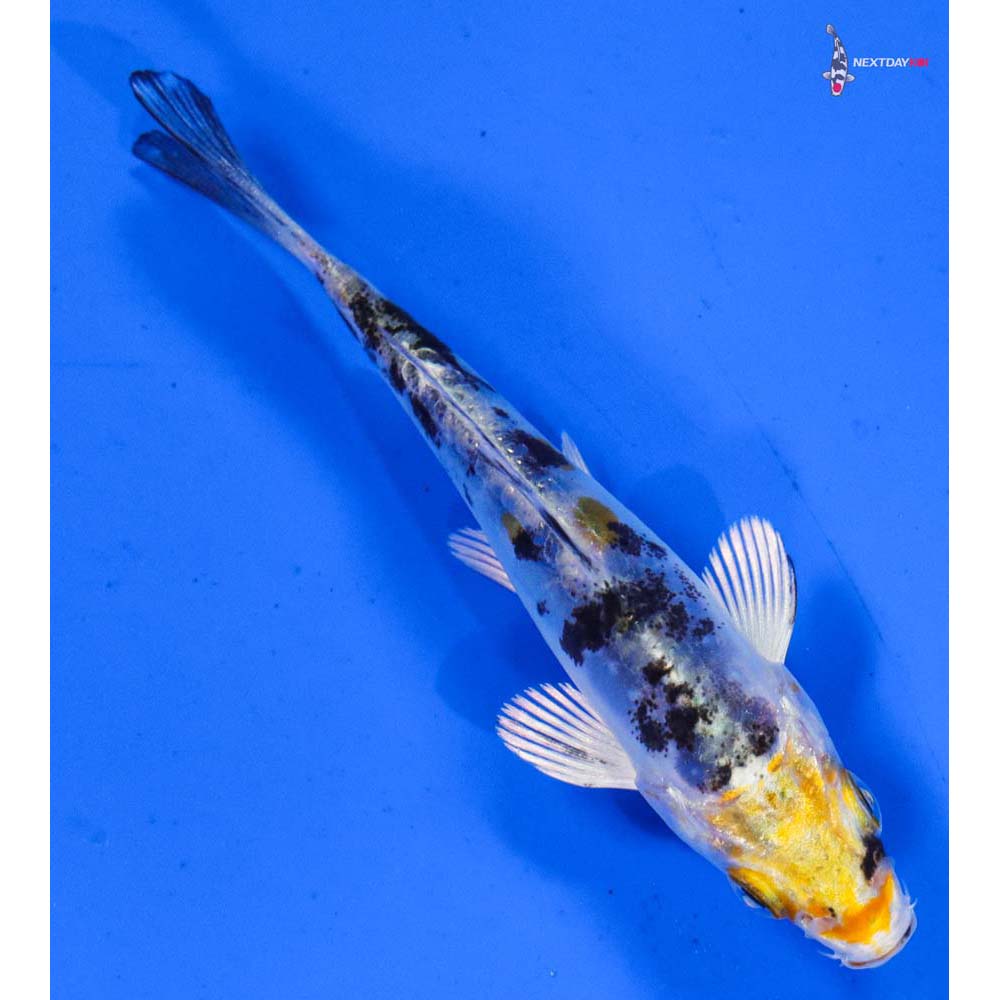 3” Imported Heisei Nishiki