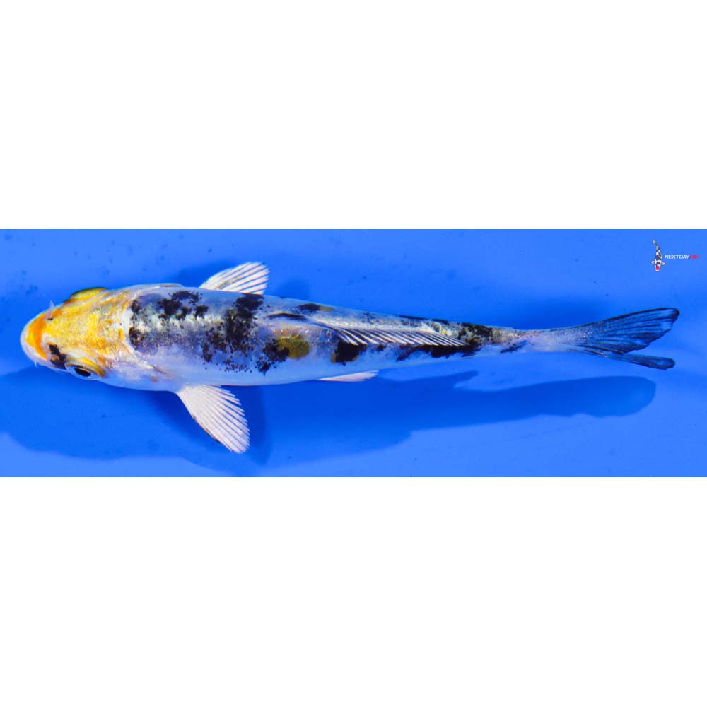 3” Imported Heisei Nishiki