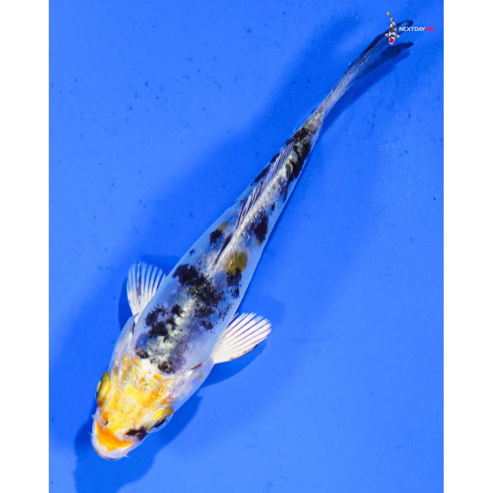 3” Imported Heisei Nishiki