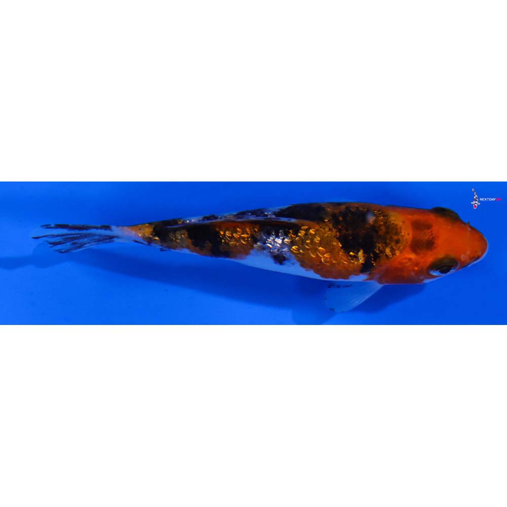 3” Imported Gin Rin Sanke