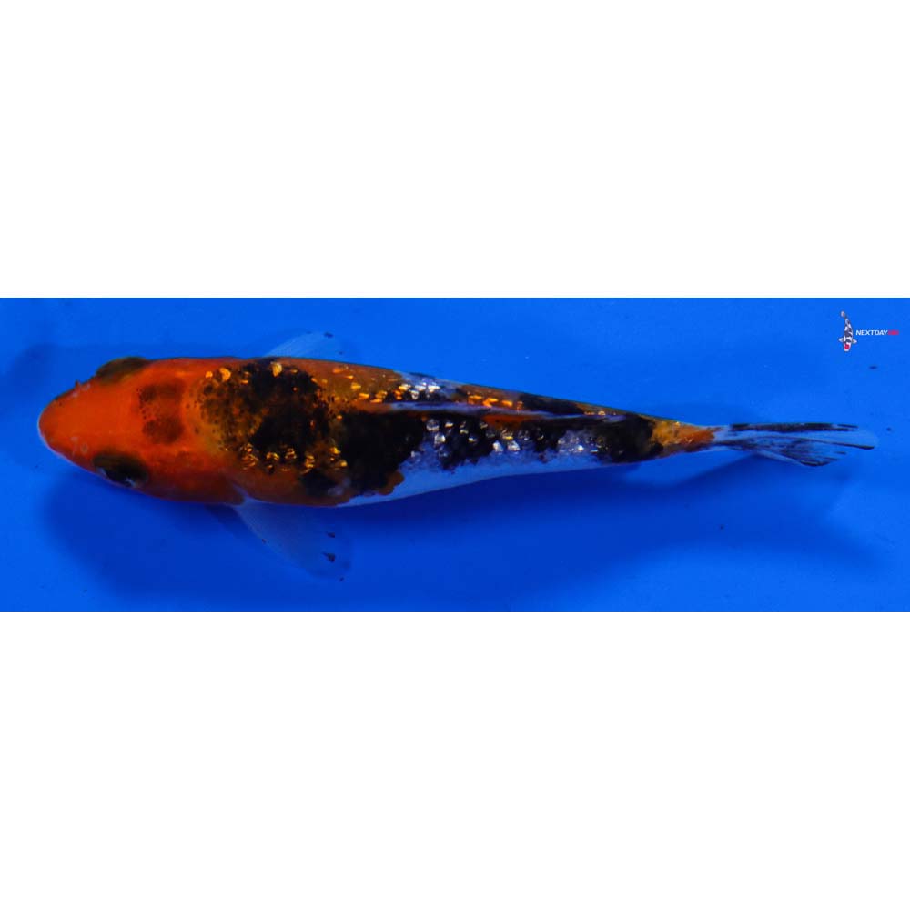 3” Imported Gin Rin Sanke