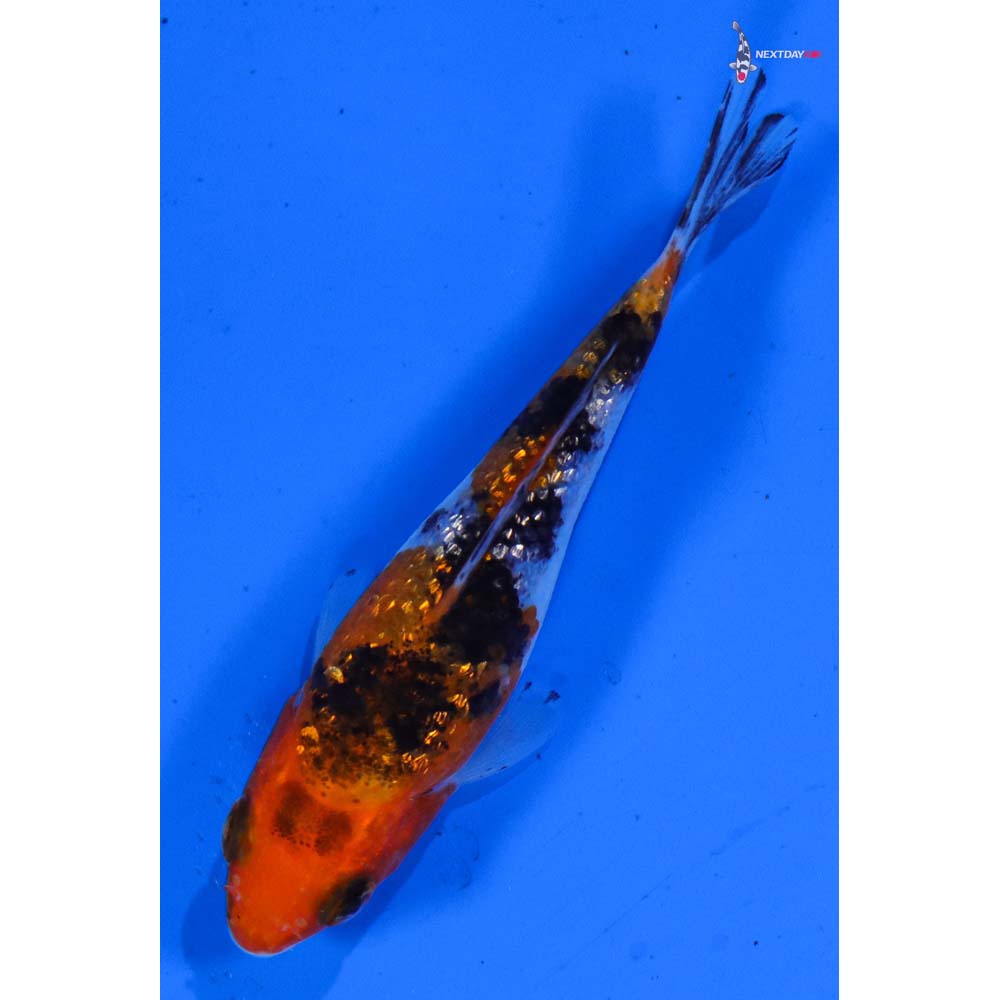 3” Imported Gin Rin Sanke