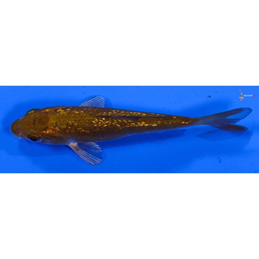 3” Imported Gin Rin Chagoi