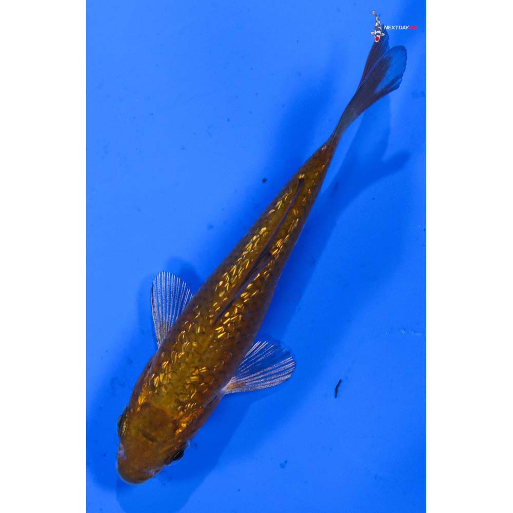 3” Imported Gin Rin Chagoi