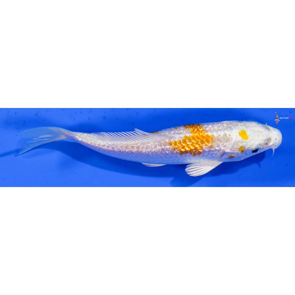 3.5” Imported Gin Rin Hariwake