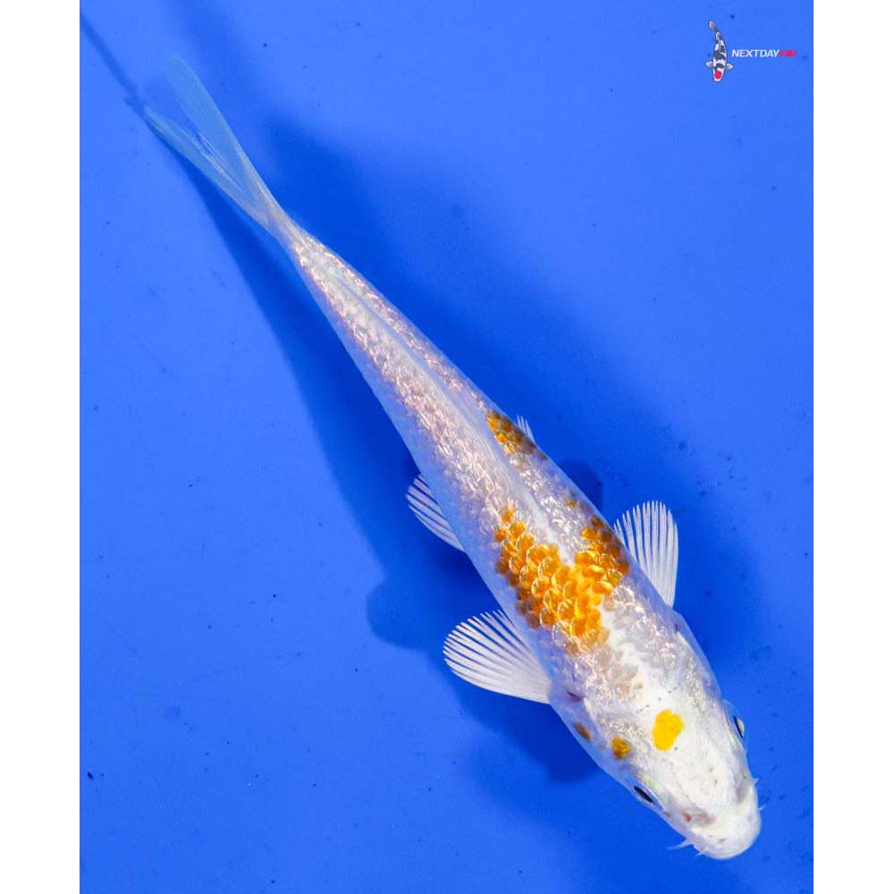 3.5” Imported Gin Rin Hariwake