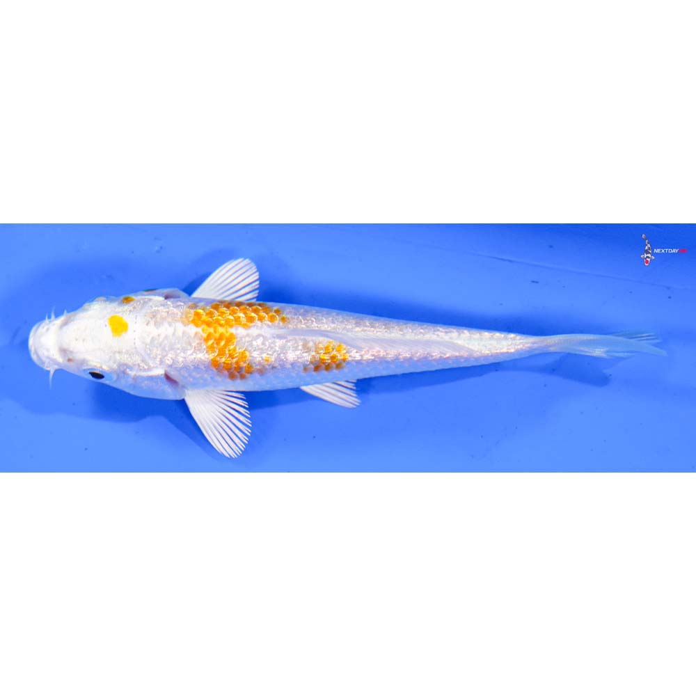 3.5” Imported Gin Rin Hariwake