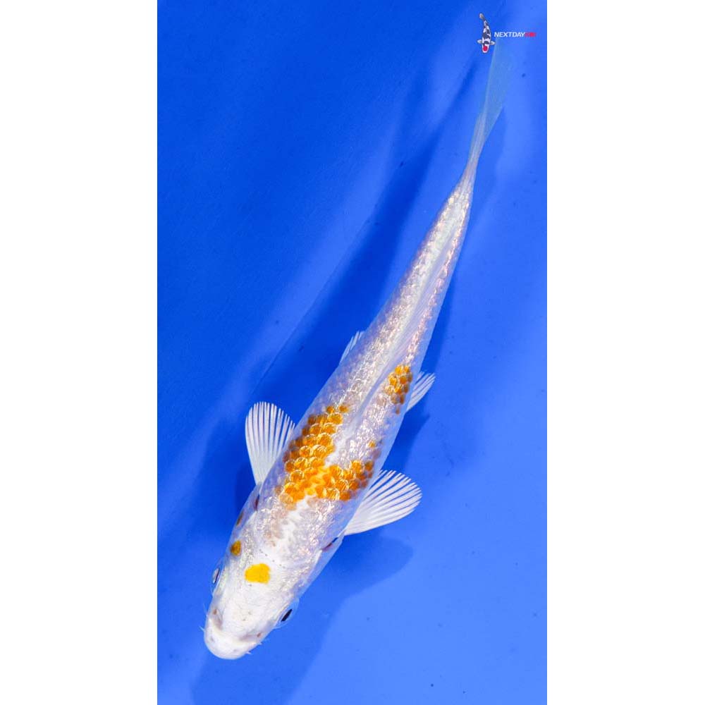 3.5” Imported Gin Rin Hariwake