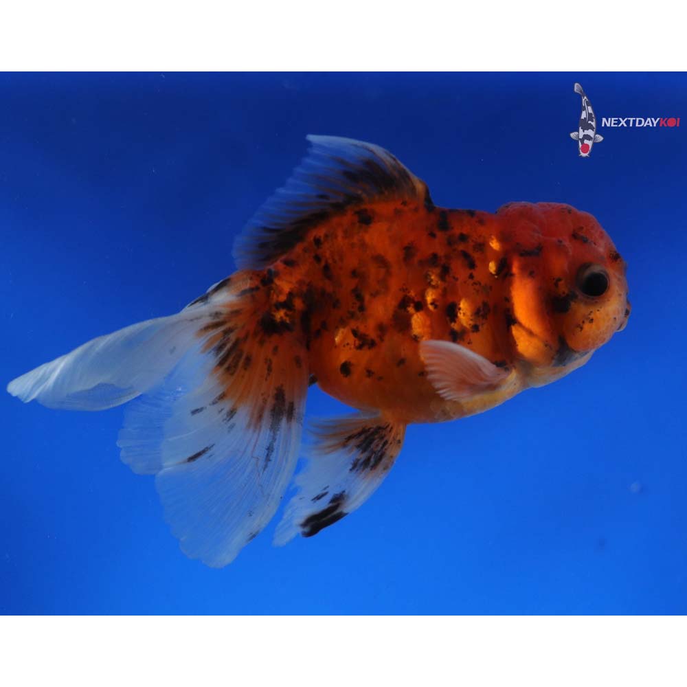 4” Imported Calico Oranda