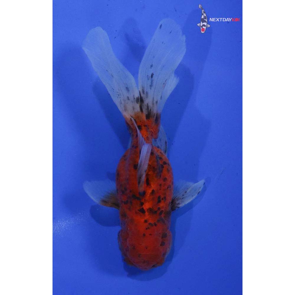 4” Imported Calico Oranda