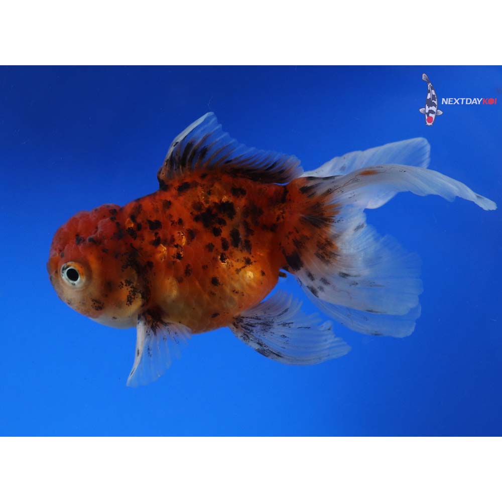 4” Imported Calico Oranda