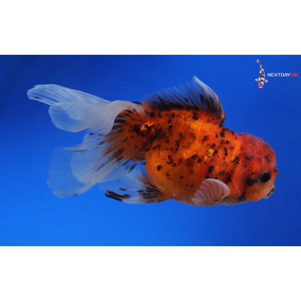 4” Imported Calico Oranda