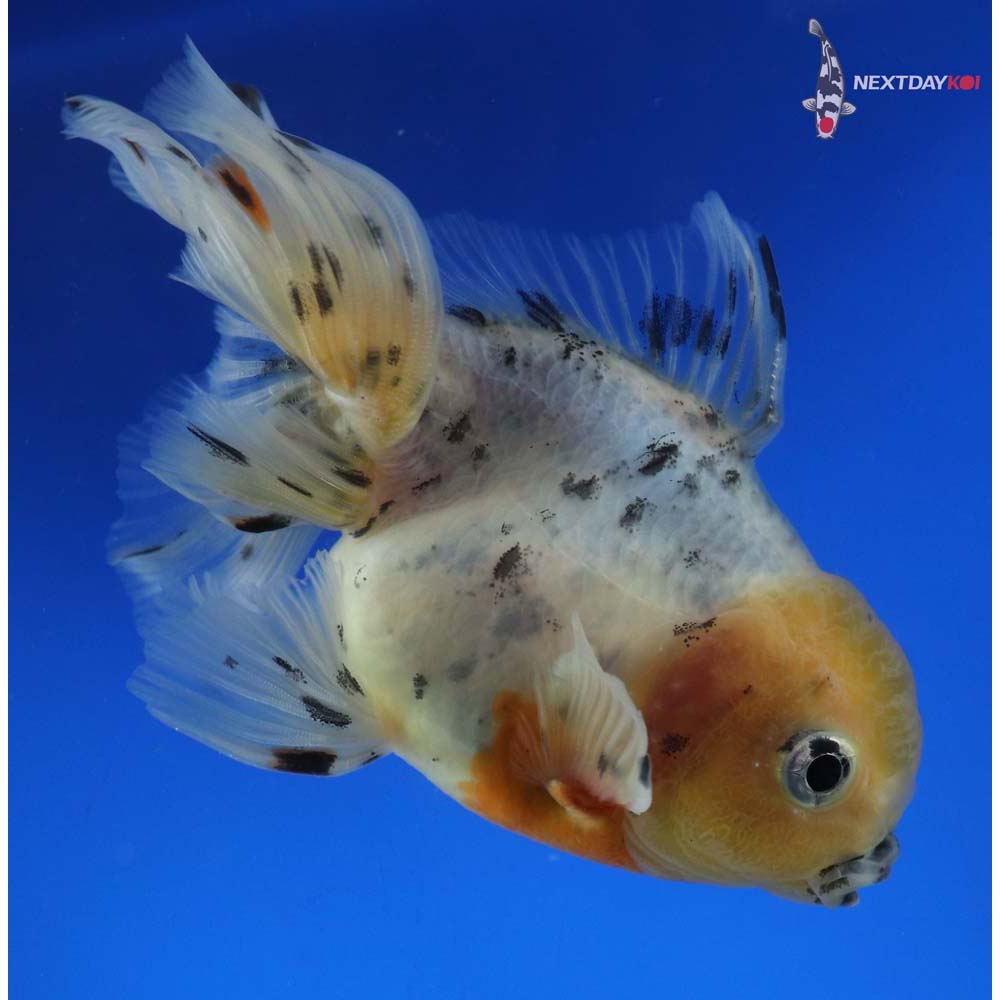 4” Imported Male Calico Oranda
