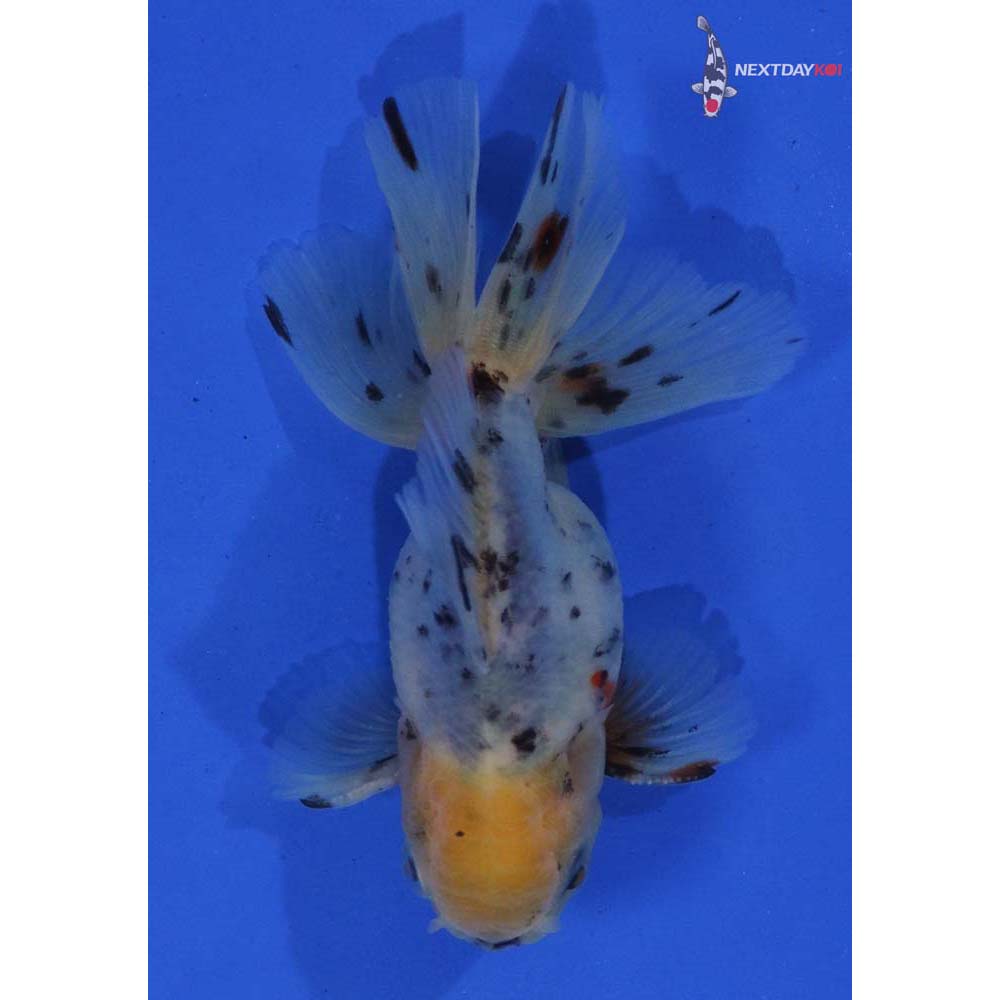 4” Imported Male Calico Oranda