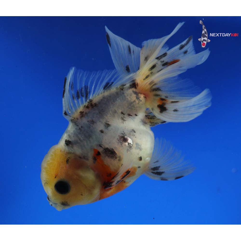 4” Imported Male Calico Oranda