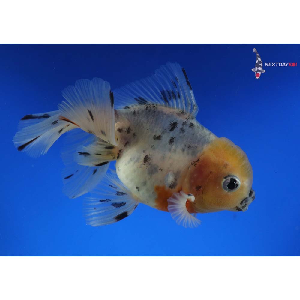 4” Imported Male Calico Oranda