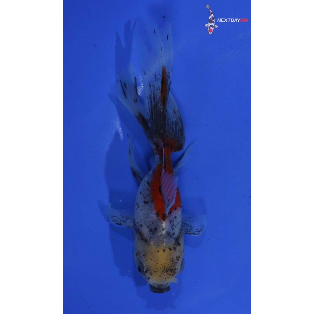 4.5” Imported Calico Oranda