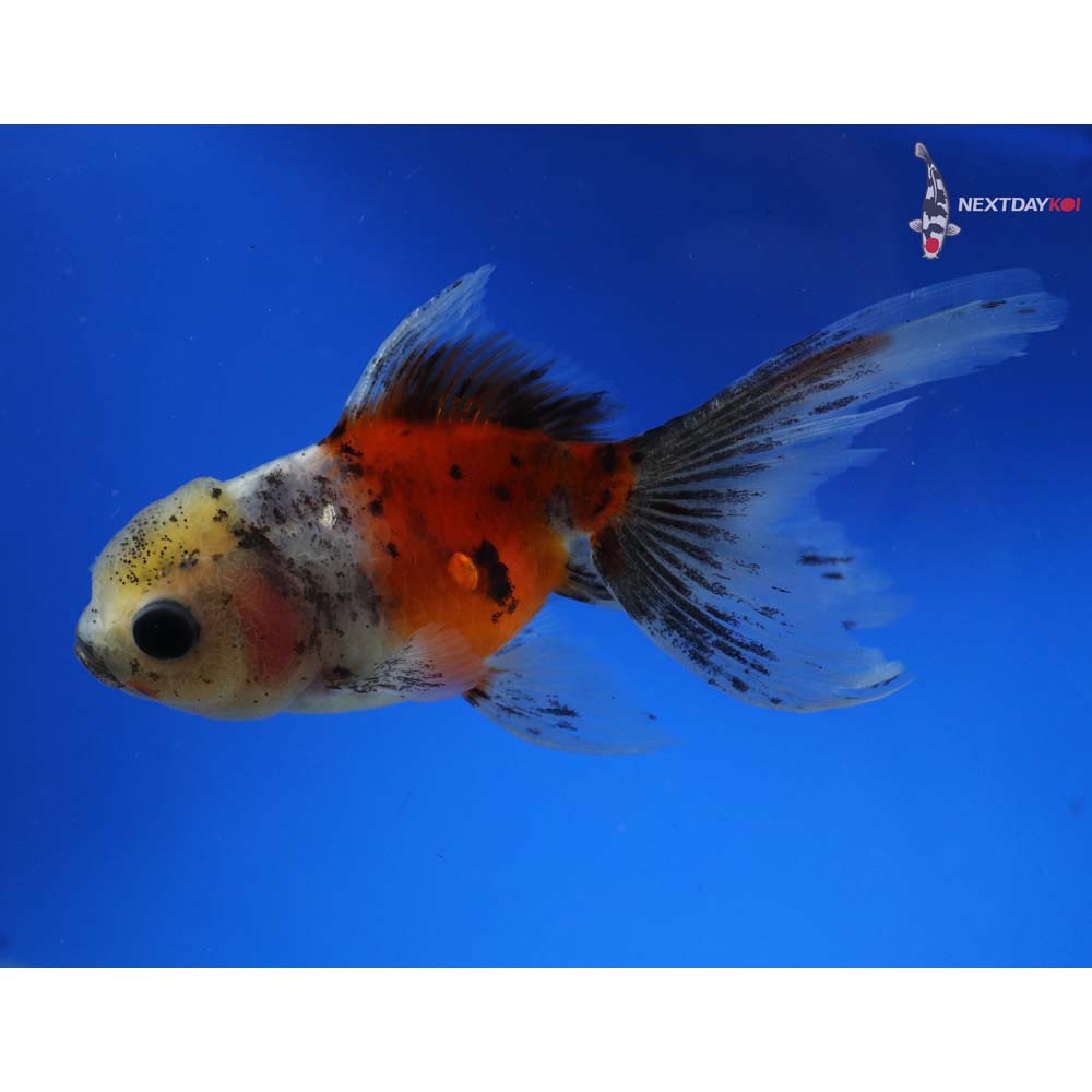 4.5” Imported Calico Oranda