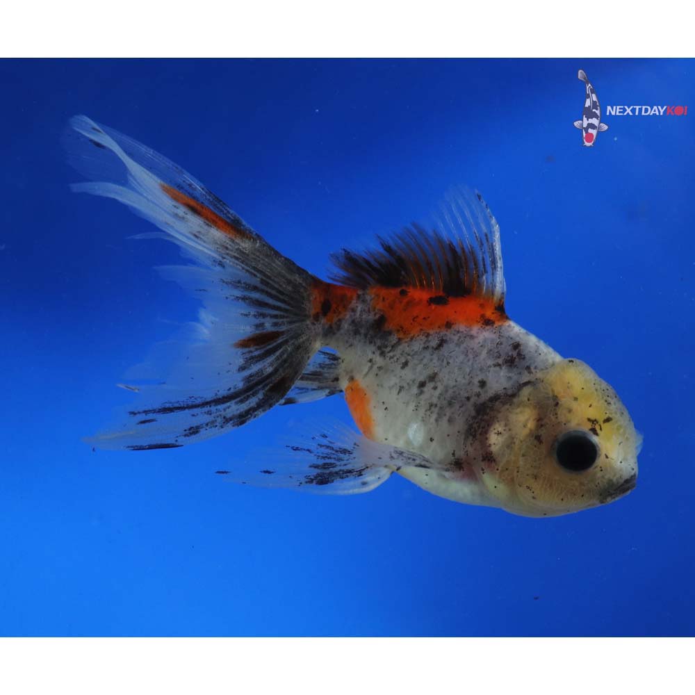 4.5” Imported Calico Oranda