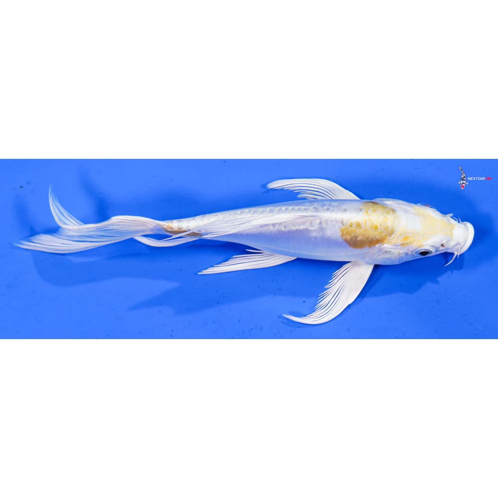 7” Imported Doitsu Lemon Hariwake Butterfly Koi