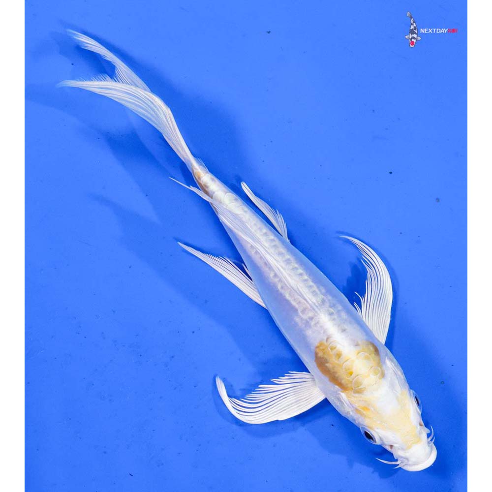 7” Imported Doitsu Lemon Hariwake Butterfly Koi
