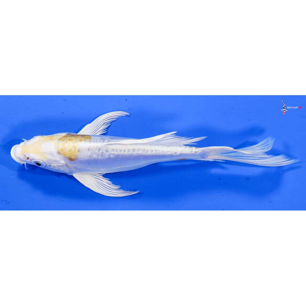 7” Imported Doitsu Lemon Hariwake Butterfly Koi