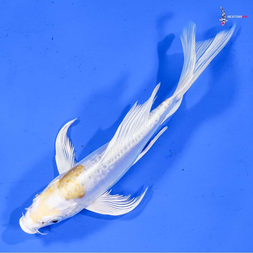7” Imported Doitsu Lemon Hariwake Butterfly Koi