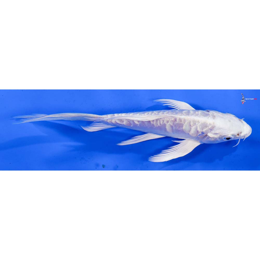 7” Imported Doitsu Platinum Ogon Butterfly Koi