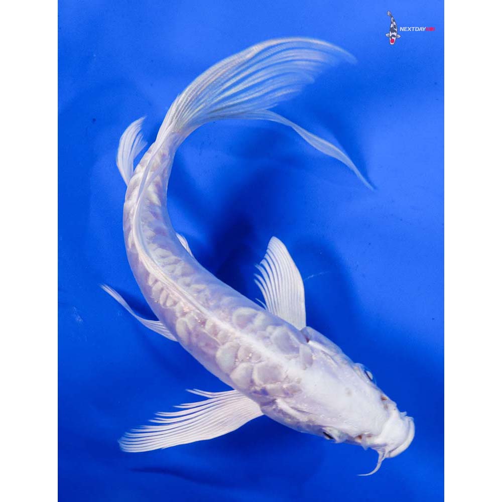 7” Imported Doitsu Platinum Ogon Butterfly Koi