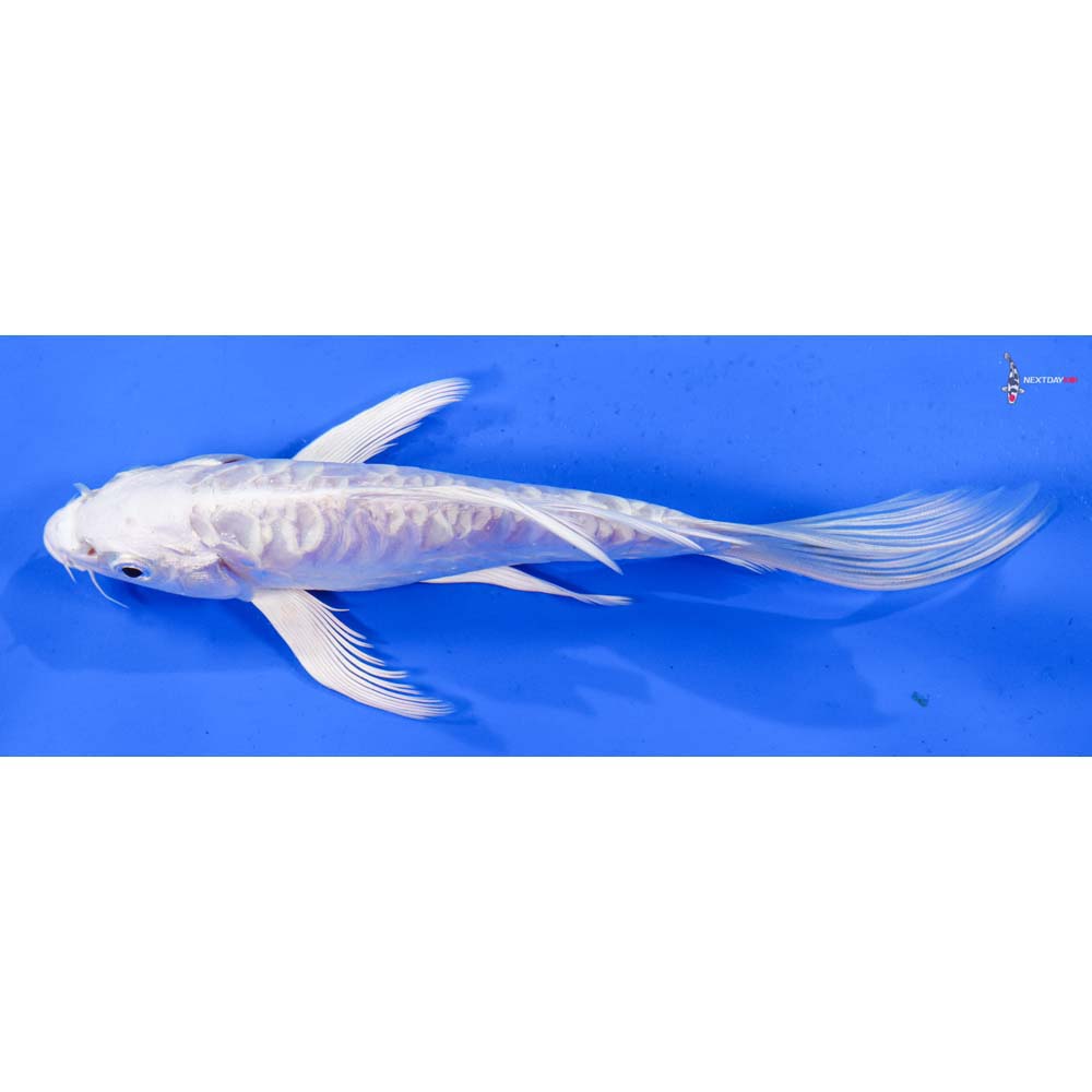 7” Imported Doitsu Platinum Ogon Butterfly Koi