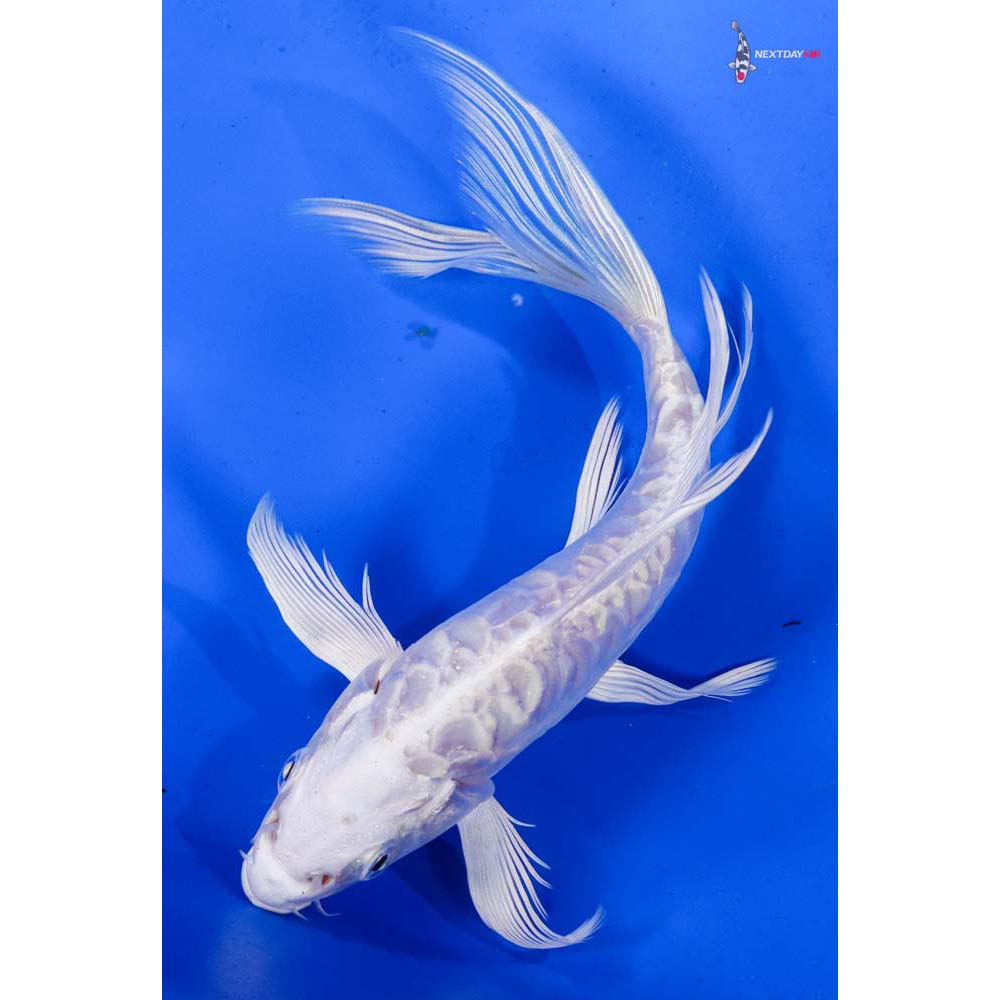 7” Imported Doitsu Platinum Ogon Butterfly Koi
