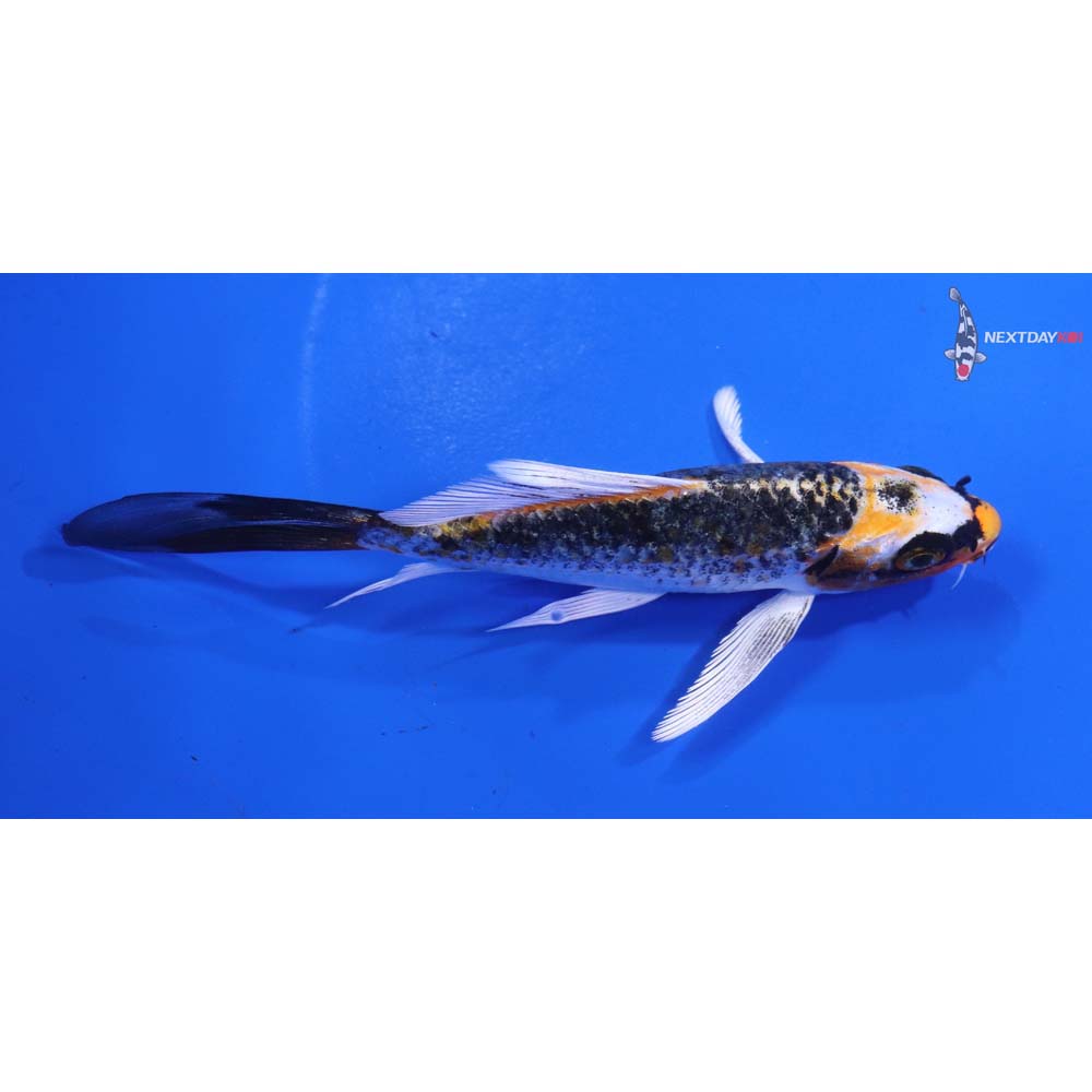 5” Imported Kujaku Butterfly Koi