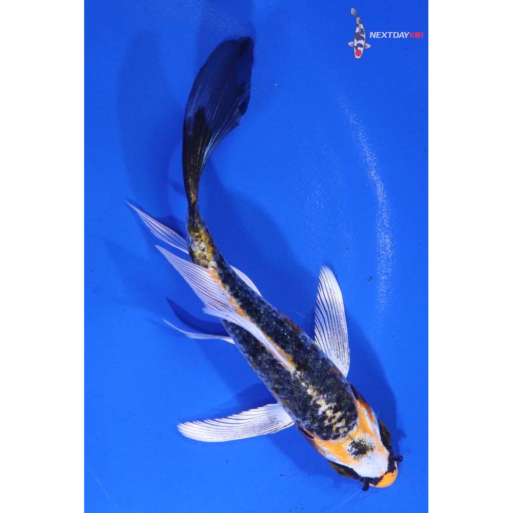 5” Imported Kujaku Butterfly Koi