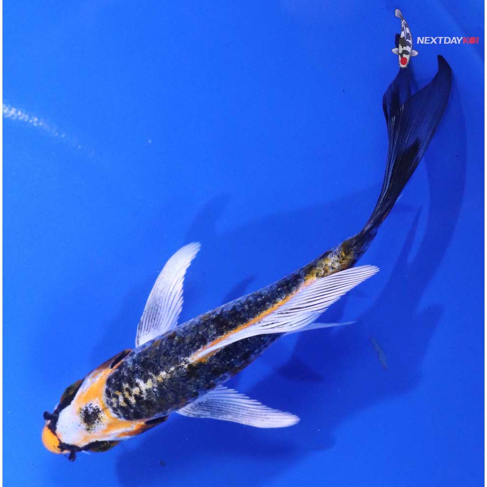 5” Imported Kujaku Butterfly Koi