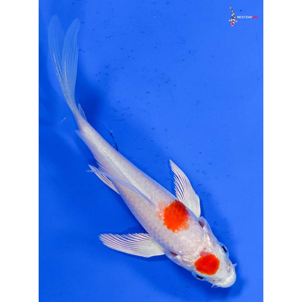 4” Imported Hariwake Butterfly Koi
