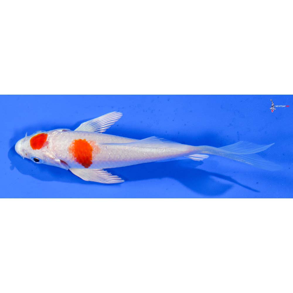 4” Imported Hariwake Butterfly Koi