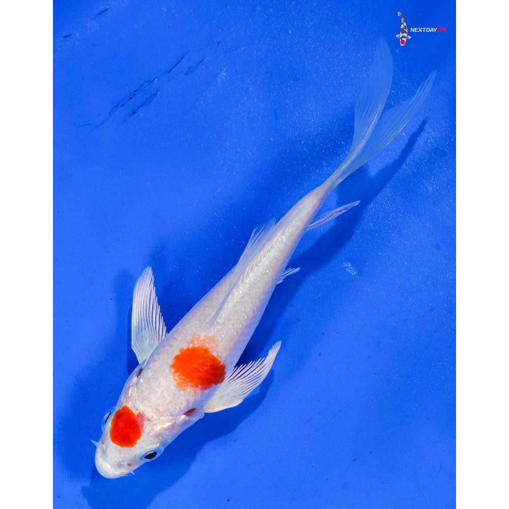 4” Imported Hariwake Butterfly Koi