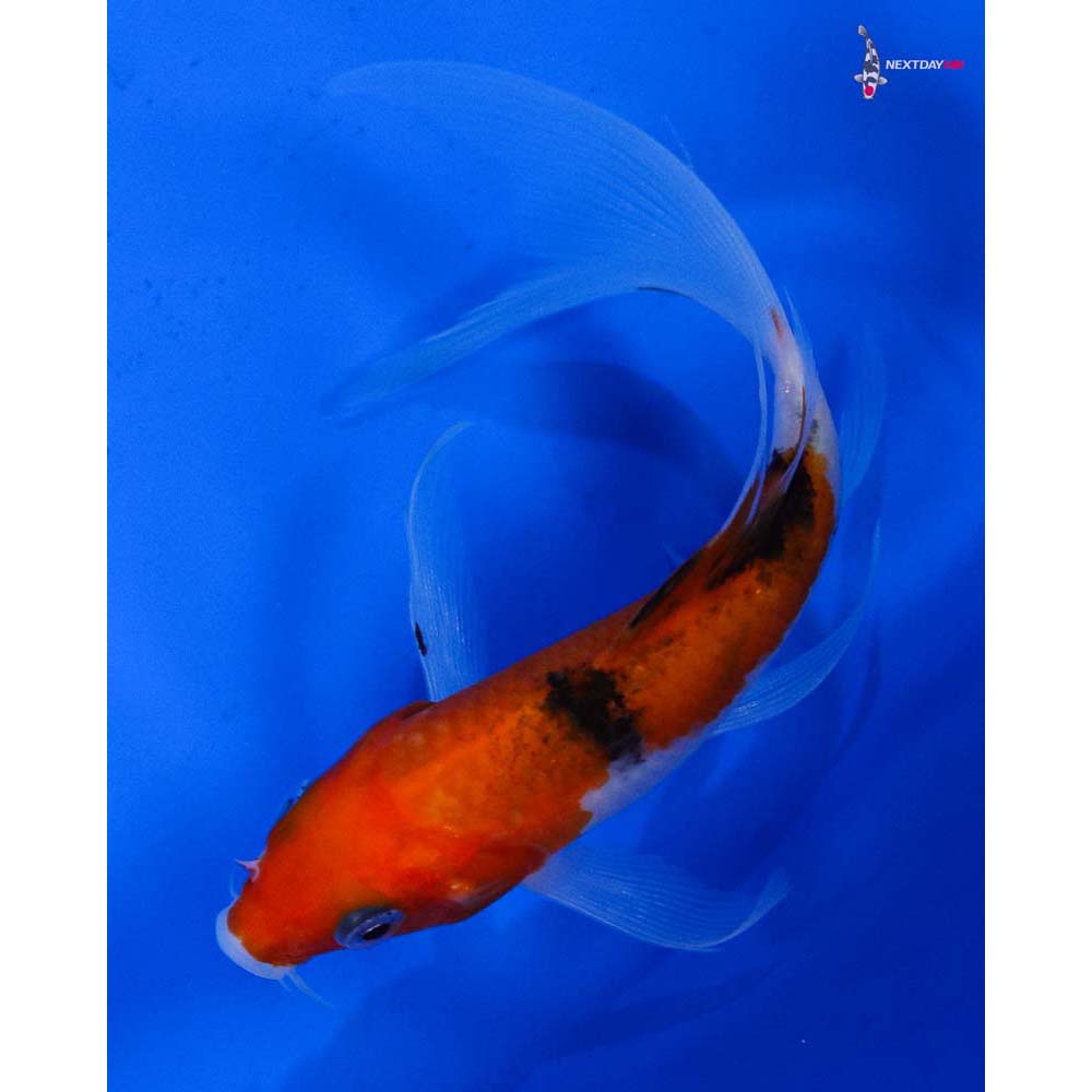4.5” Imported Sanke Butterfly Koi