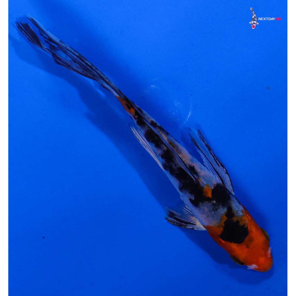 4.5” Imported Yamato Nishiki Butterfly Koi