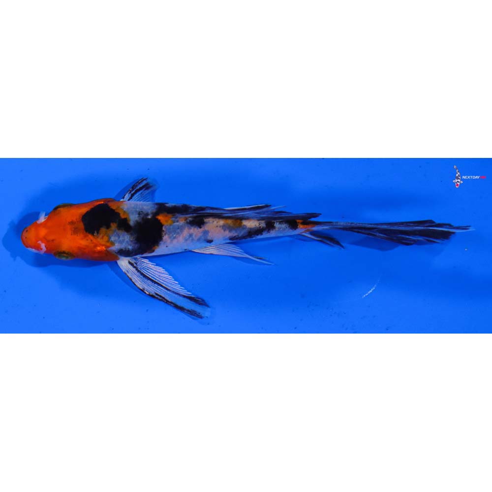 4.5” Imported Yamato Nishiki Butterfly Koi