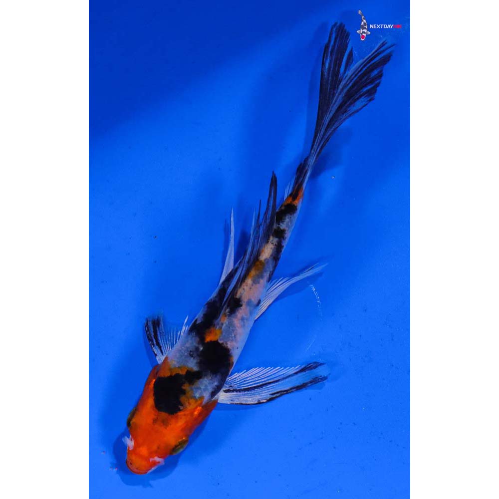 4.5” Imported Yamato Nishiki Butterfly Koi