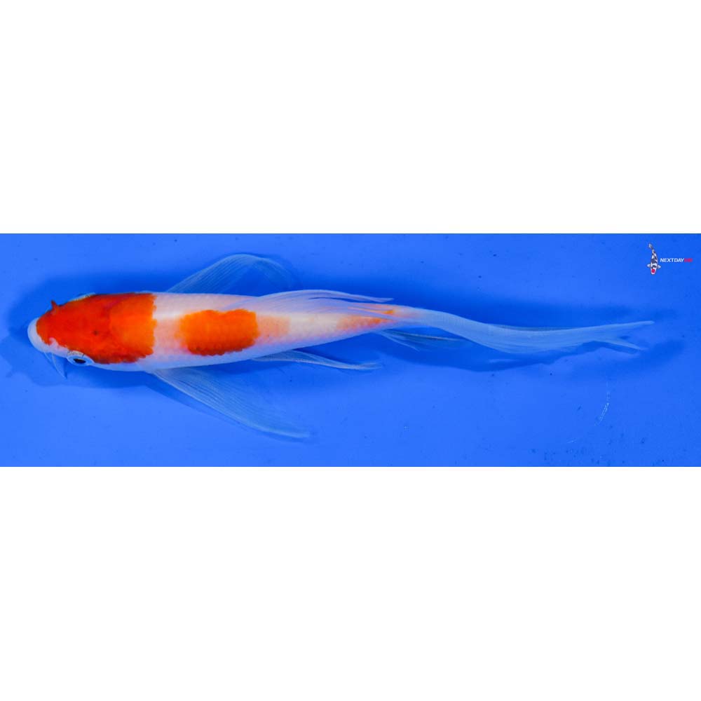 5” Imported Kohaku Butterfly Koi
