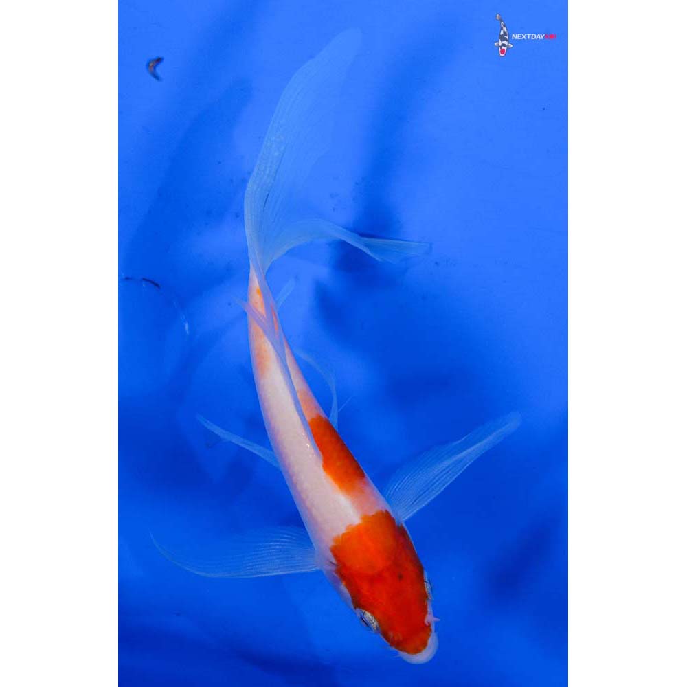 5” Imported Kohaku Butterfly Koi