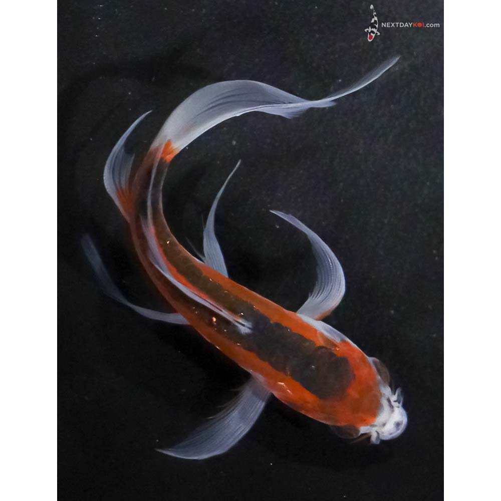 5” Imported Shusui Butterfly Koi